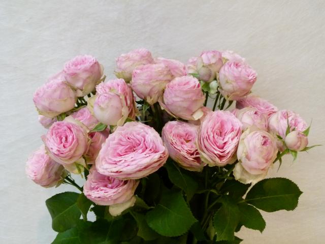 ROSE BR. AMETRINE 50